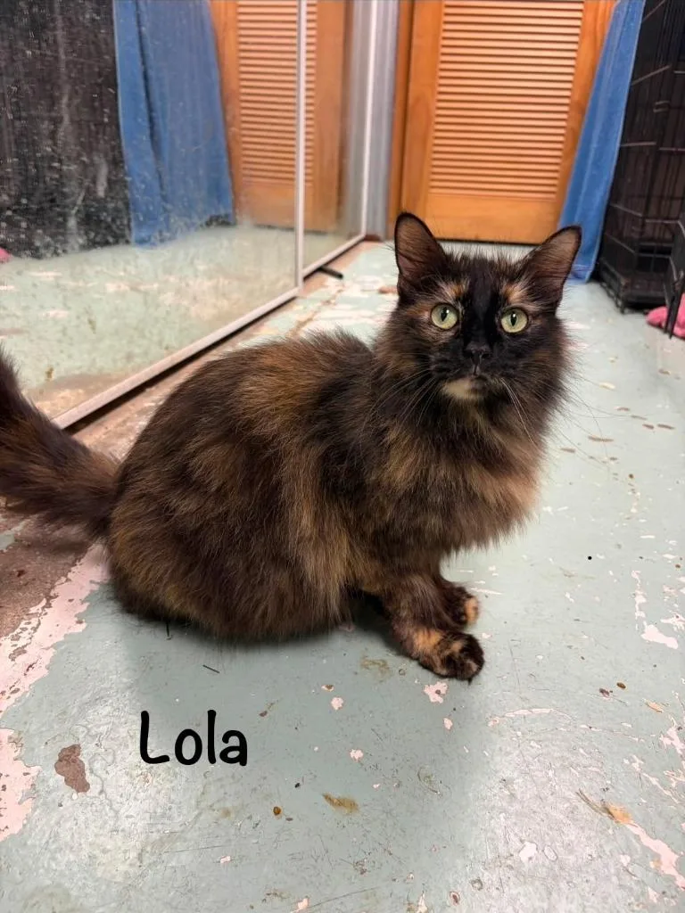 Lola thumbnail 2
