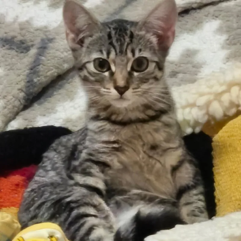 A baby small-sized female Domestic Short Hair cat named FHazel for adoption in Arizona City, AZ