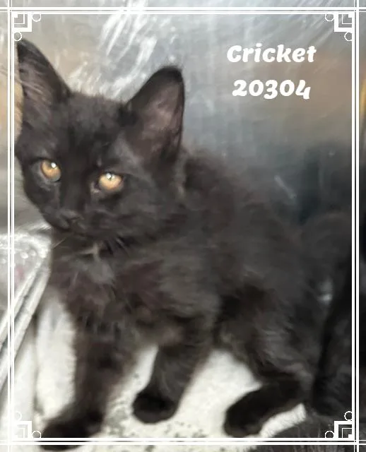 A baby small-sized female Black Domestic Short Hair cat named CRICKET see also LADYBUG for adoption in Marietta, GA