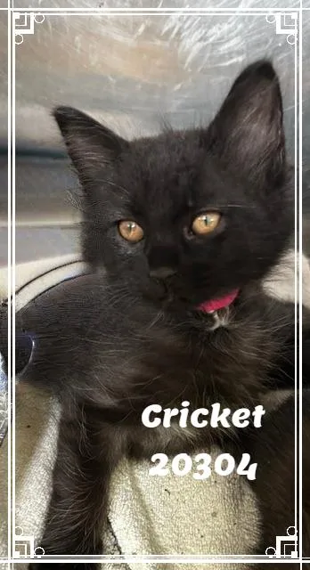 CRICKET see also LADYBUG thumbnail 4