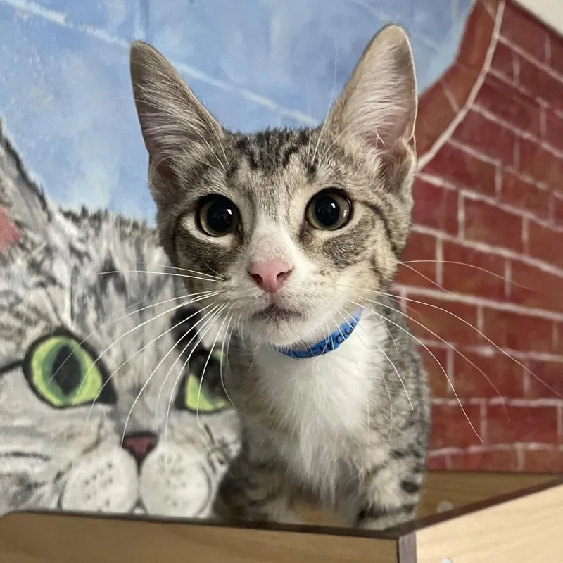 A baby small-sized male Domestic Short Hair cat named Elroy for adoption in Laredo, TX