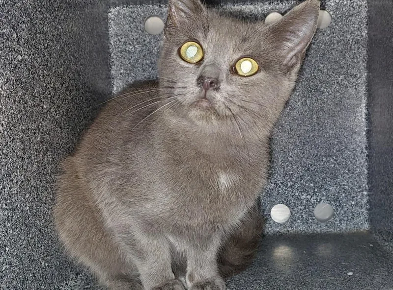 A baby medium-sized female Domestic Short Hair cat named Kitton for adoption in Mocksville, NC