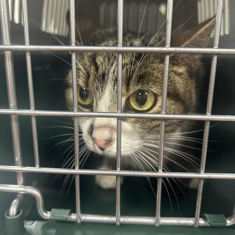 A young medium-sized female Gray / Blue / Silver Domestic Short Hair cat named Teresa for adoption in Newark, NJ