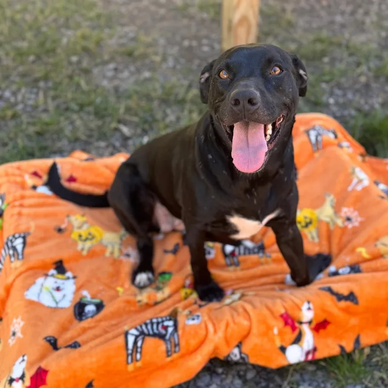 An adult large-sized female Black Mixed Breed dog named Nemo for adoption in Fairmont, WV