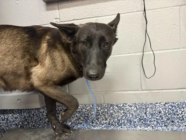 An adult medium-sized female Belgian Shepherd / Malinois dog named A for adoption in Thousand Palms, CA
