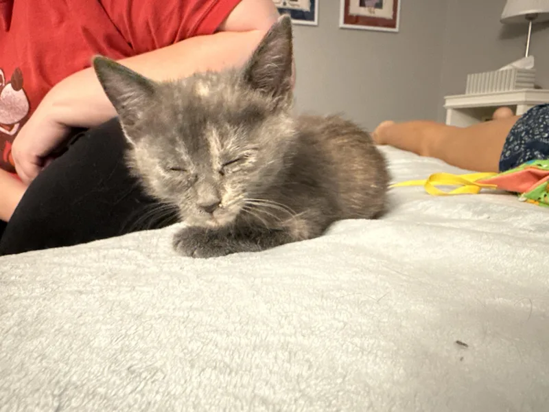 A baby medium-sized female Torbie cat named Chloe for adoption in Maitland, FL