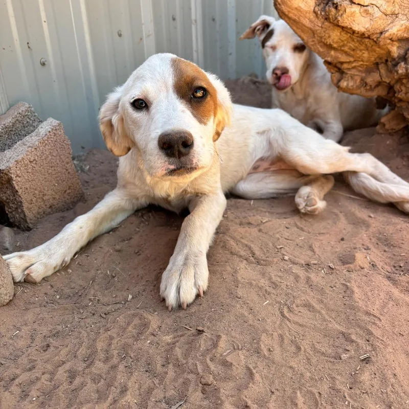 A baby medium-sized female White / Cream Mixed Breed dog named Frontflip for adoption in Moab, UT