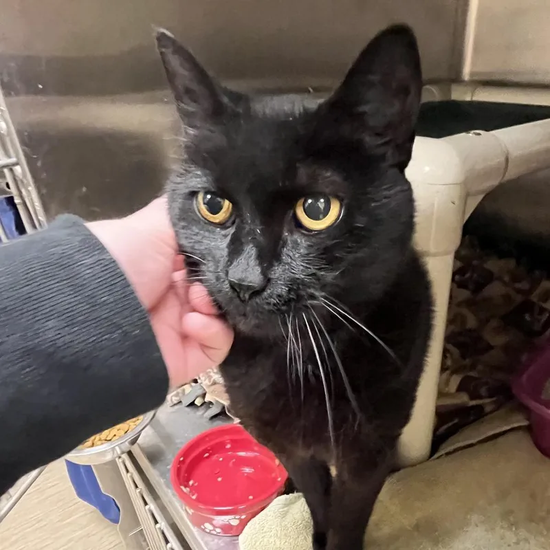 A senior large-sized male Black Domestic Short Hair cat named Ike for adoption in Bedford, NH