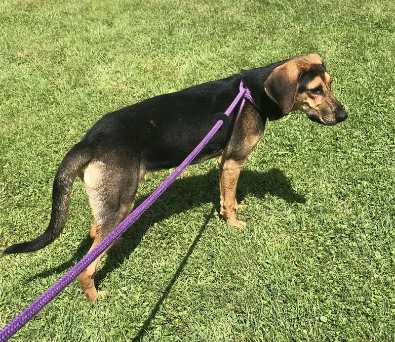 An adult medium-sized male Hound dog named Squiggy for adoption in Elkins, WV