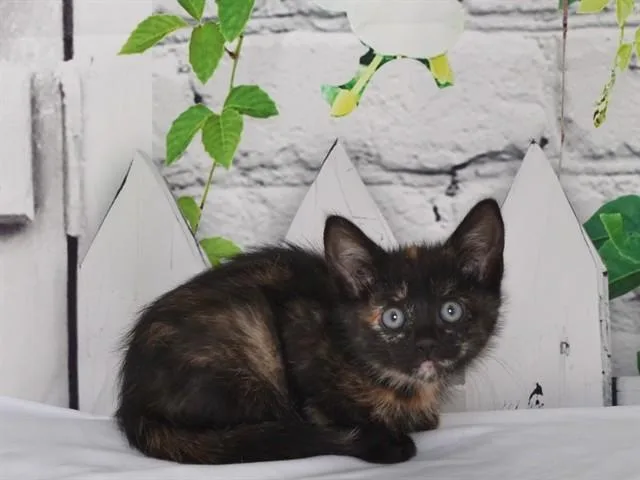 A baby small-sized female Domestic Short Hair cat named A for adoption in Oroville, CA