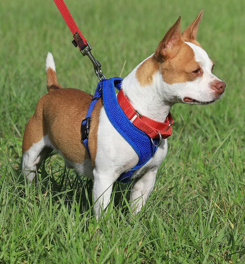 A young small-sized male Boston Terrier dog named Meat Loaf for adoption in North Fort Myers, FL