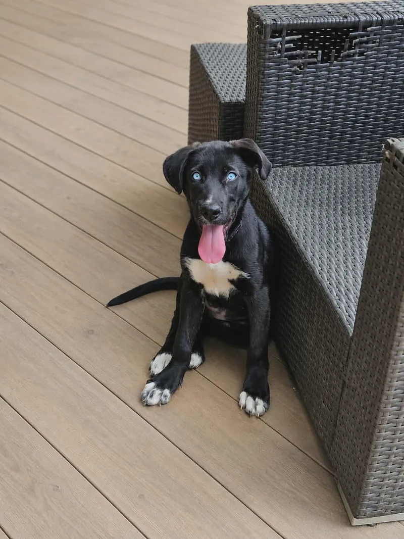 A baby medium-sized female Labrador Retriever dog named Delta for adoption in Holbrook, NY