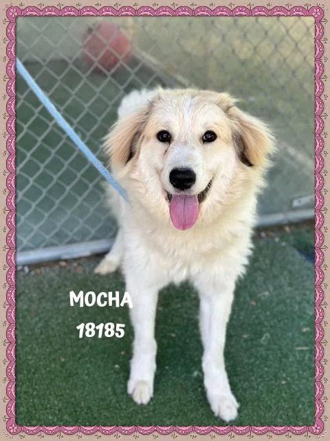 A young medium-sized female Tricolor (Brown, Black, & White) Great Pyrenees dog named Mocha for adoption in Marietta, GA