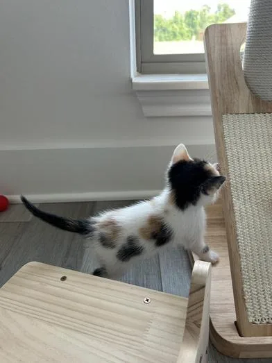 A baby medium-sized female Calico Domestic Medium Hair cat named Pippa for adoption in Liverpool, TX