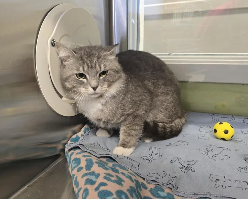 An adult large-sized male Gray / Blue / Silver Domestic Short Hair cat named Finn for adoption in Dickson, TN