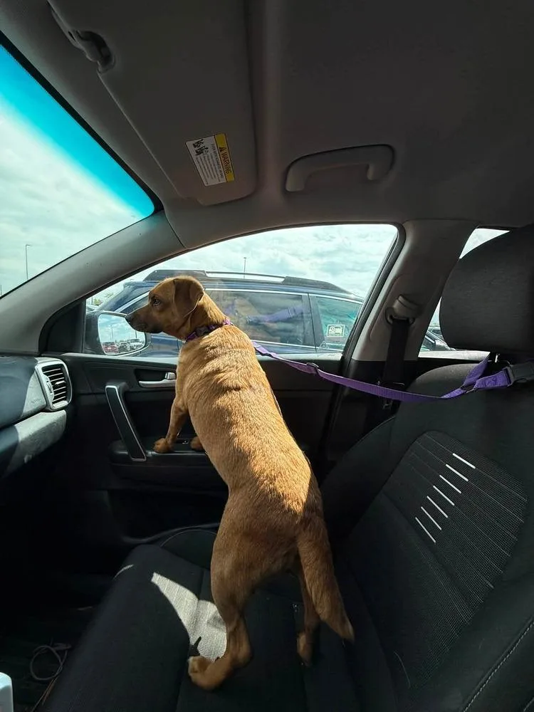 An adult small-sized female Chihuahua dog named Honey for adoption in South Bend, IN