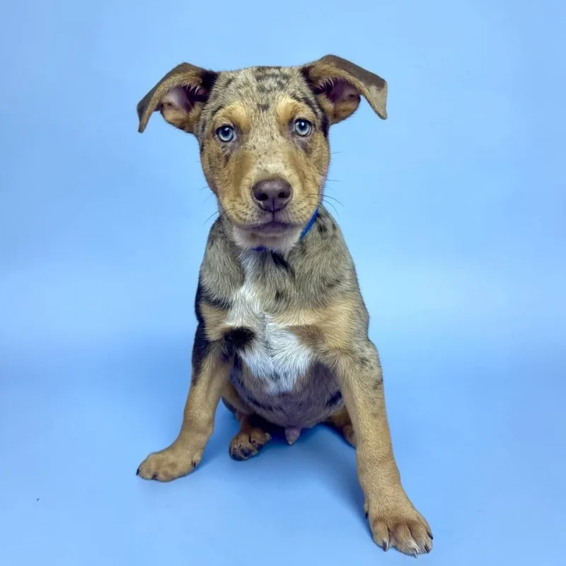 A baby medium-sized male Merle (Blue) Australian Shepherd dog named Coreopsis for adoption in Alvin, TX