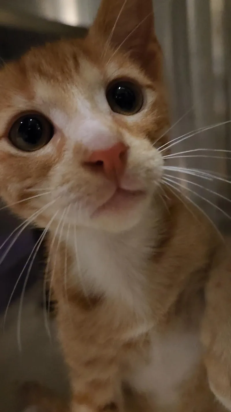 A baby medium-sized female Orange & White Domestic Short Hair cat named Red Velvet for adoption in Charleston, SC