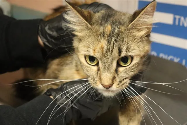 A young medium-sized female Domestic Short Hair cat named Mable for adoption in Columbia, SC