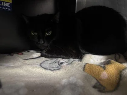 An adult small-sized female Domestic Short Hair cat named Emmy for adoption in Shawano, WI