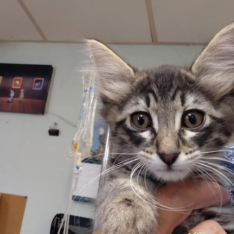 A baby small-sized male Brown / Chocolate Domestic Short Hair cat named Mathew for adoption in Spokane, WA