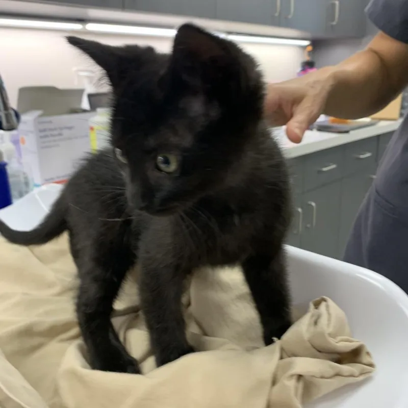 A baby small-sized female Black Domestic Short Hair cat named Mars for adoption in Morganton, NC