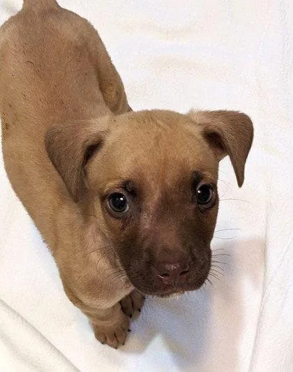 A baby medium-sized male Boxer dog named Christos for adoption in Newport, KY
