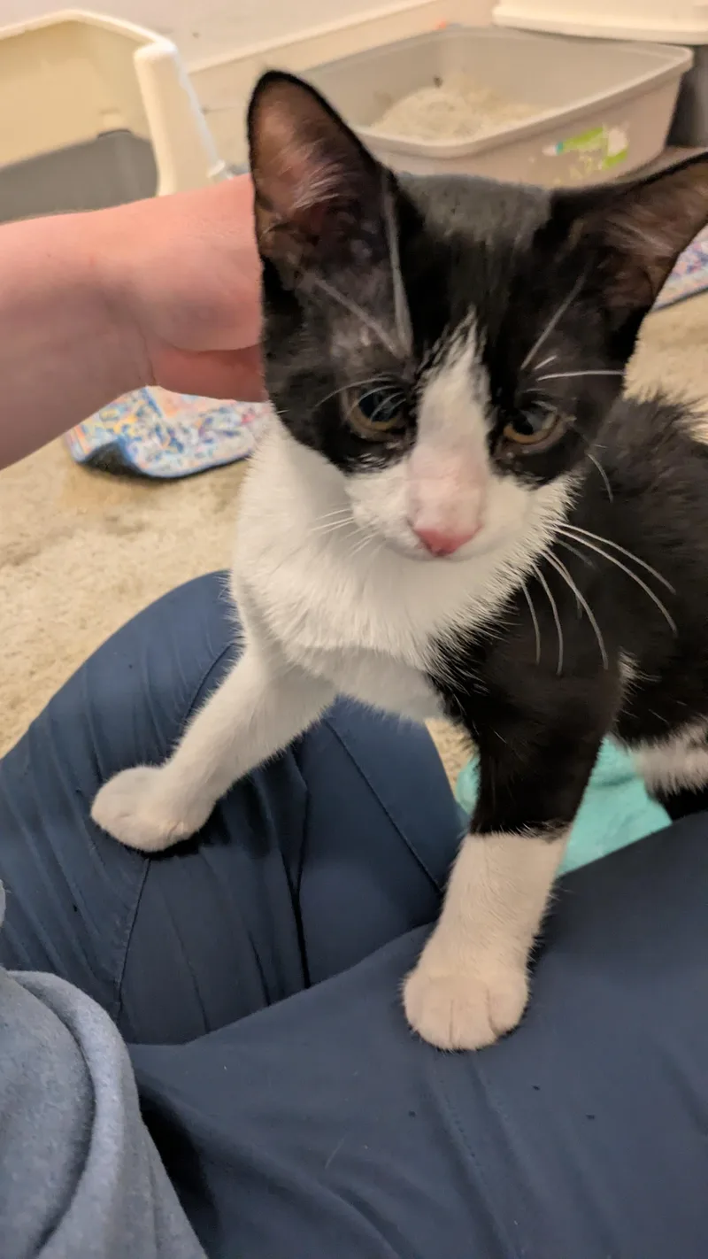 A baby small-sized male Black Domestic Short Hair cat named Claude Monet for adoption in Richmond, VA