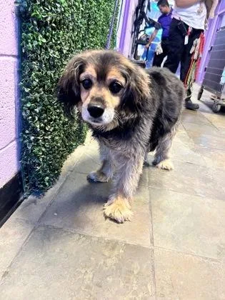 A baby medium-sized male Black Cocker Spaniel dog named Shadow for adoption in El Paso, TX