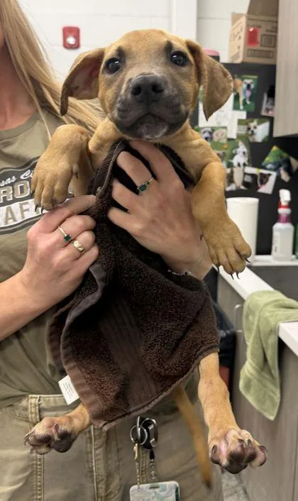 A baby small-sized male Yellow / Tan / Blond / Fawn Mixed Breed dog named Spruce for adoption in Kansas City, MO