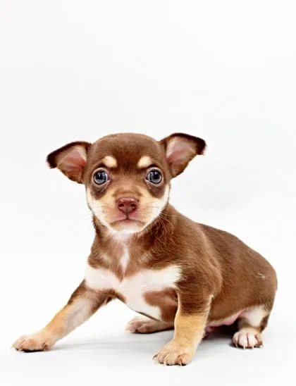 A baby small-sized male Chihuahua dog named Damon for adoption in Morton Grove, IL