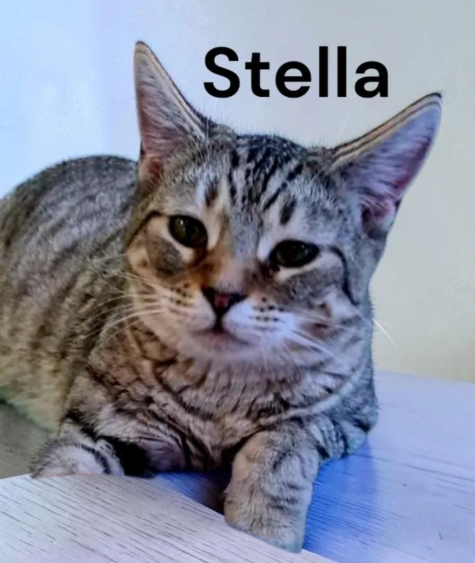 A young medium-sized female Tabby cat named Stella for adoption in Weems, VA