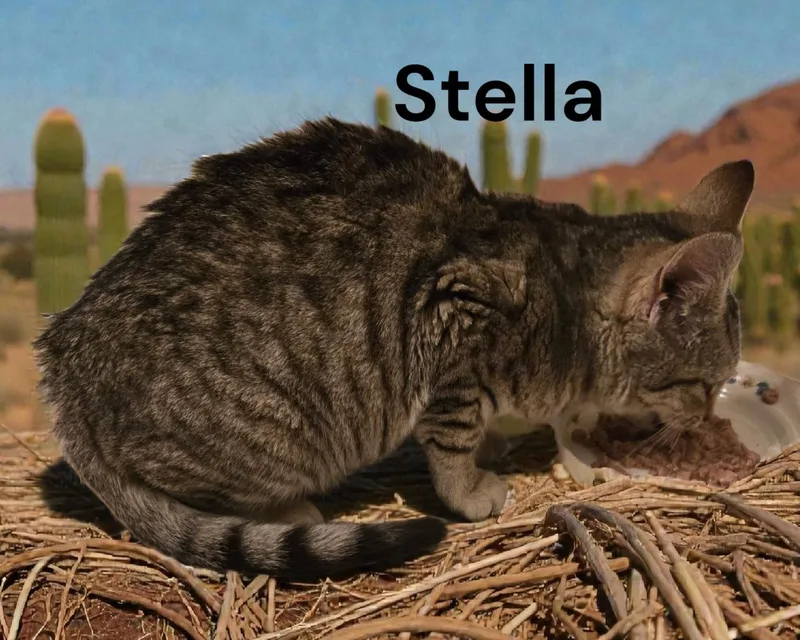 Stella thumbnail 3