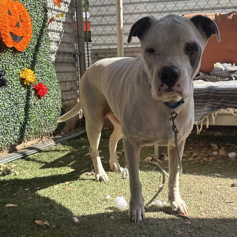 An adult medium-sized female Labrador Retriever dog named Plum for adoption in Austin, TX