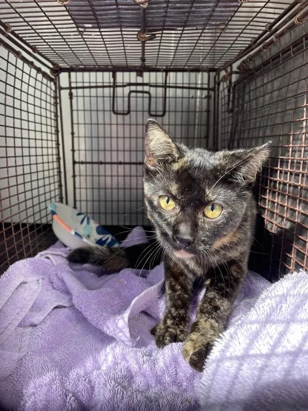 An adult small-sized female Domestic Short Hair cat named Erica for adoption in Austin, TX