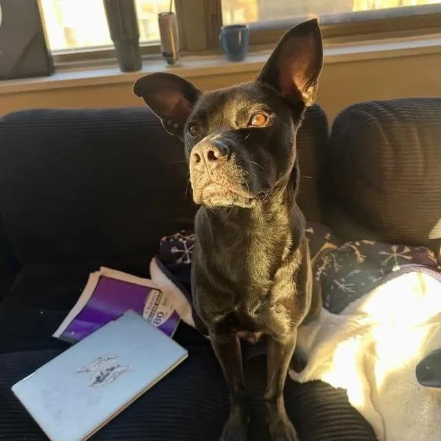 An adult medium-sized male Black Mixed Breed dog named Butters for adoption in Rossville, GA