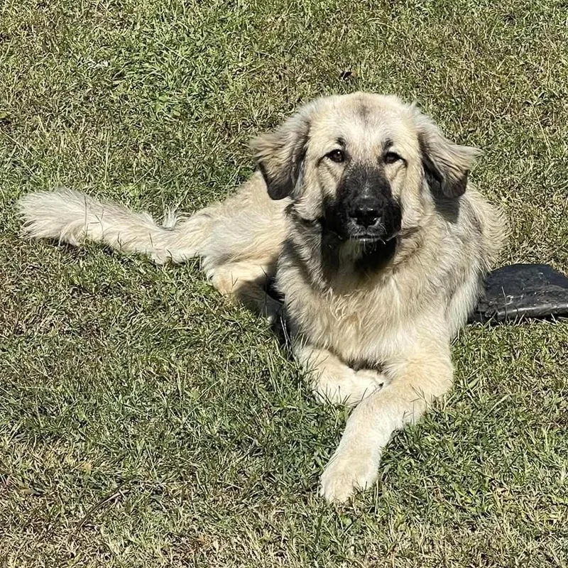 A young large-sized male Apricot / Beige Anatolian Shepherd dog named Bishop for adoption in Fort Payne, AL