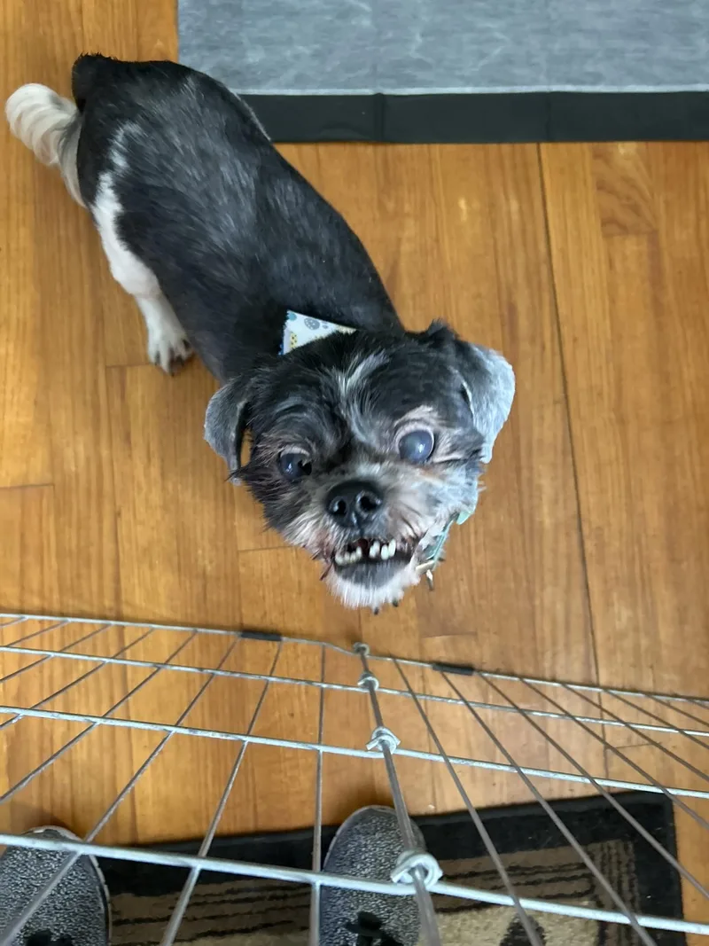 Igor