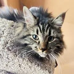 A baby large-sized male Tabby (Gray / Blue / Silver) Tabby cat named Fudge for adoption in Green Valley, AZ