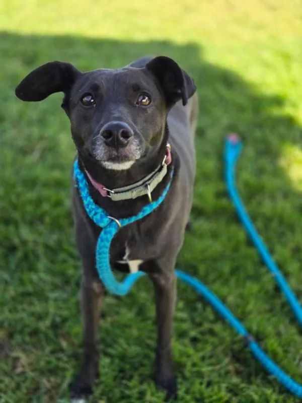 An adult medium-sized female Rat Terrier dog named Scarlet for adoption in Kennewick, WA