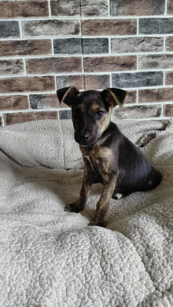 A baby medium-sized male Mixed Breed dog named Freddy for adoption in sun prairie, WI