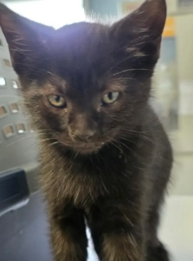 A baby small-sized male Black Domestic Short Hair cat named Jackie for adoption in Marshall, NC