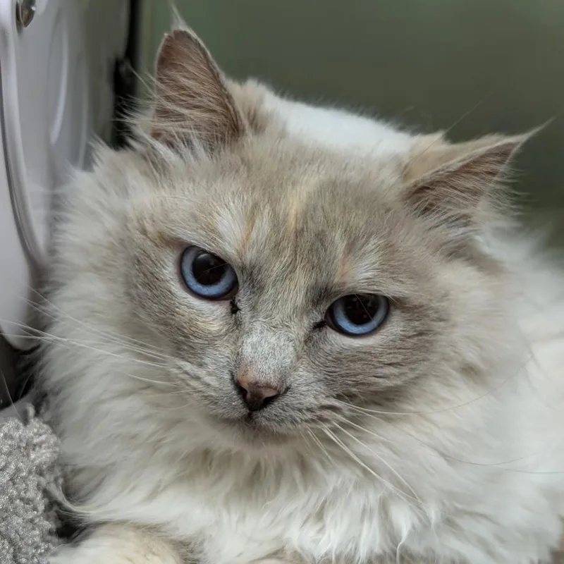 Tilly thumbnail 3