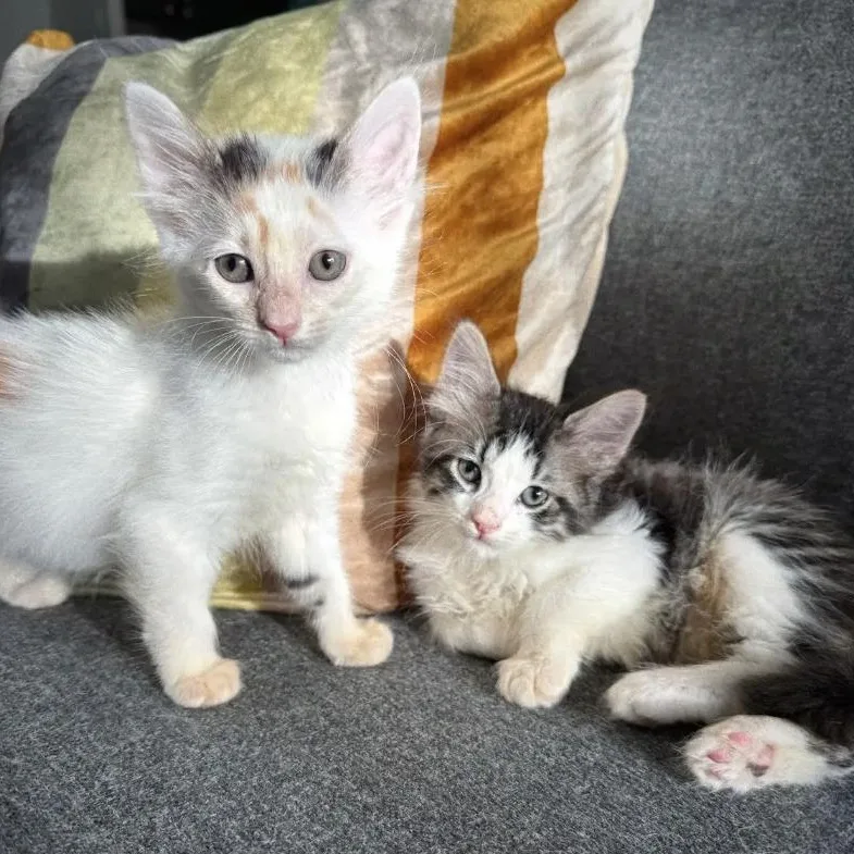 A baby medium-sized female Calico Domestic Medium Hair cat named Honey Bunny for adoption in LEETONIA, OH