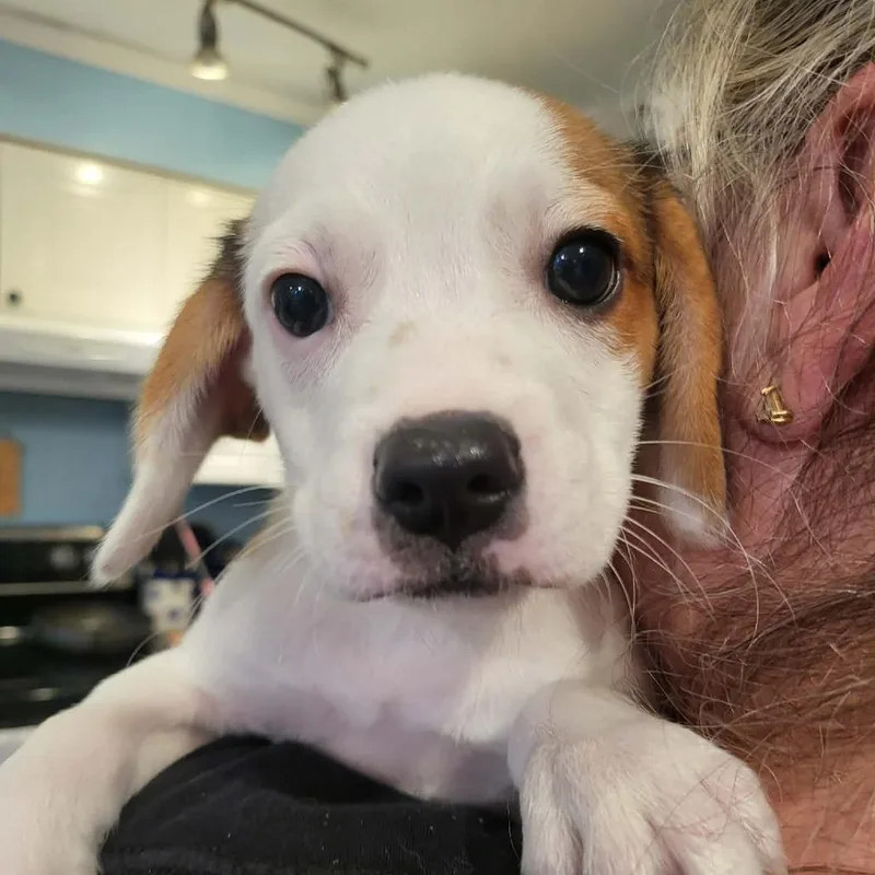 A baby small-sized male White / Cream Beagle dog named Connor for adoption in Seminole, FL