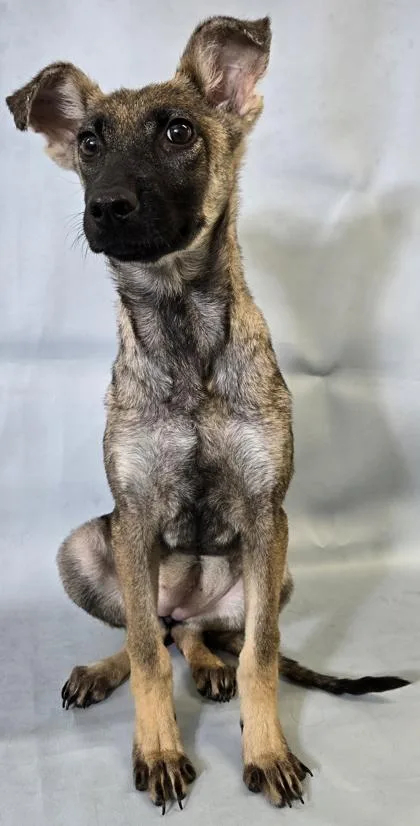 A baby medium-sized female Rat Terrier dog named Gardenia for adoption in Morton Grove, IL