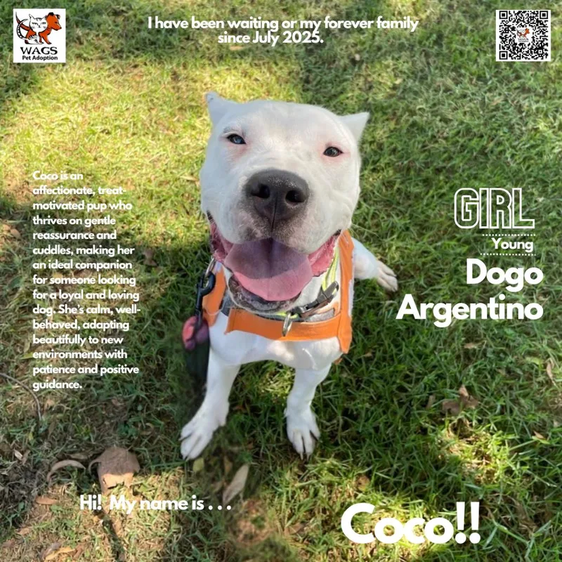A young medium-sized female White / Cream Dogo Argentino dog named Coco for adoption in Westminster, CA