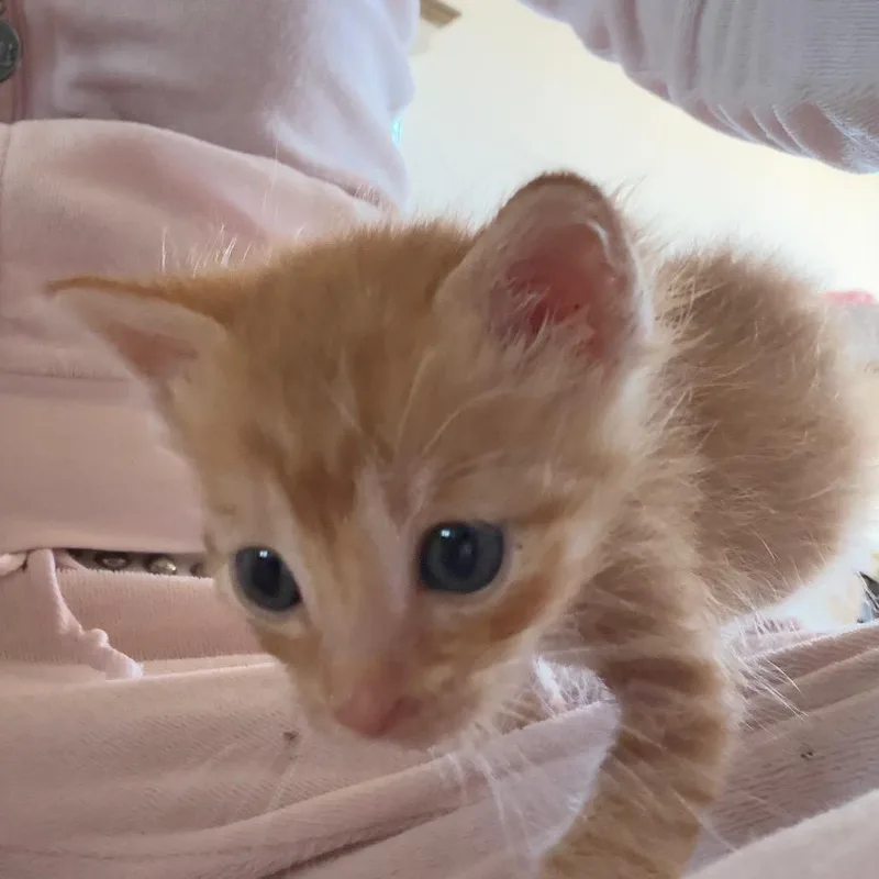 A baby small-sized male Orange / Red Domestic Short Hair cat named Prince for adoption in Tustin, CA