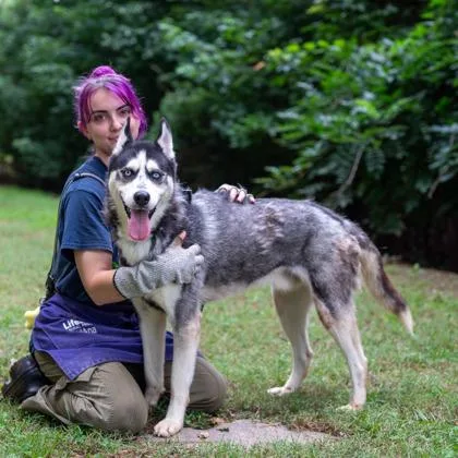 An adult large-sized male Mixed Breed dog named Kyle Petty for adoption in Chamblee, GA