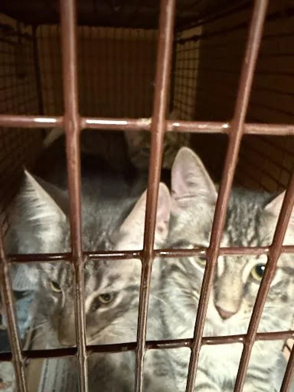 A baby small-sized female Domestic Short Hair cat named Kagome for adoption in Austin, TX